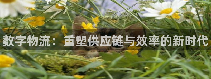 豪门国际注册上限是啥意思：数字物流：