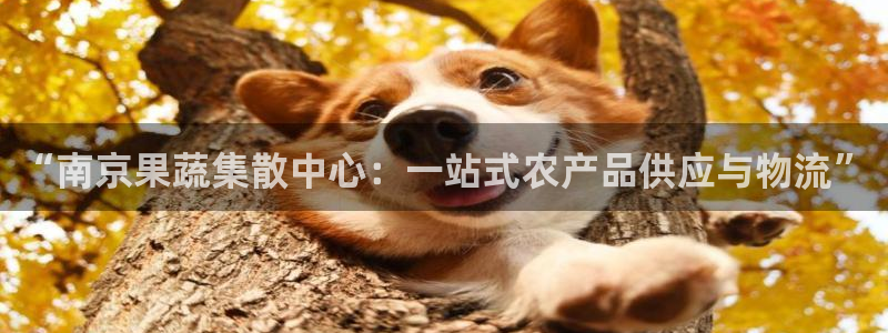 豪门国际是啥